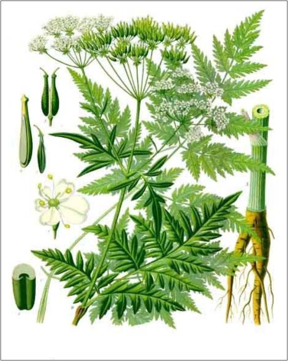 wisenkerbel